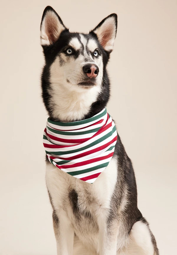 Pet Holiday Striped Family Pajama Bandana | Maurices
