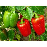 Organic Grand Bell Pepper Plant | Capsicum Annuum Seeds | Etsy (US)