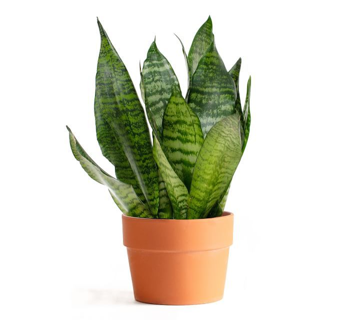 Live Sansevieria Plant in Terra Cotta Pot | Pottery Barn (US)