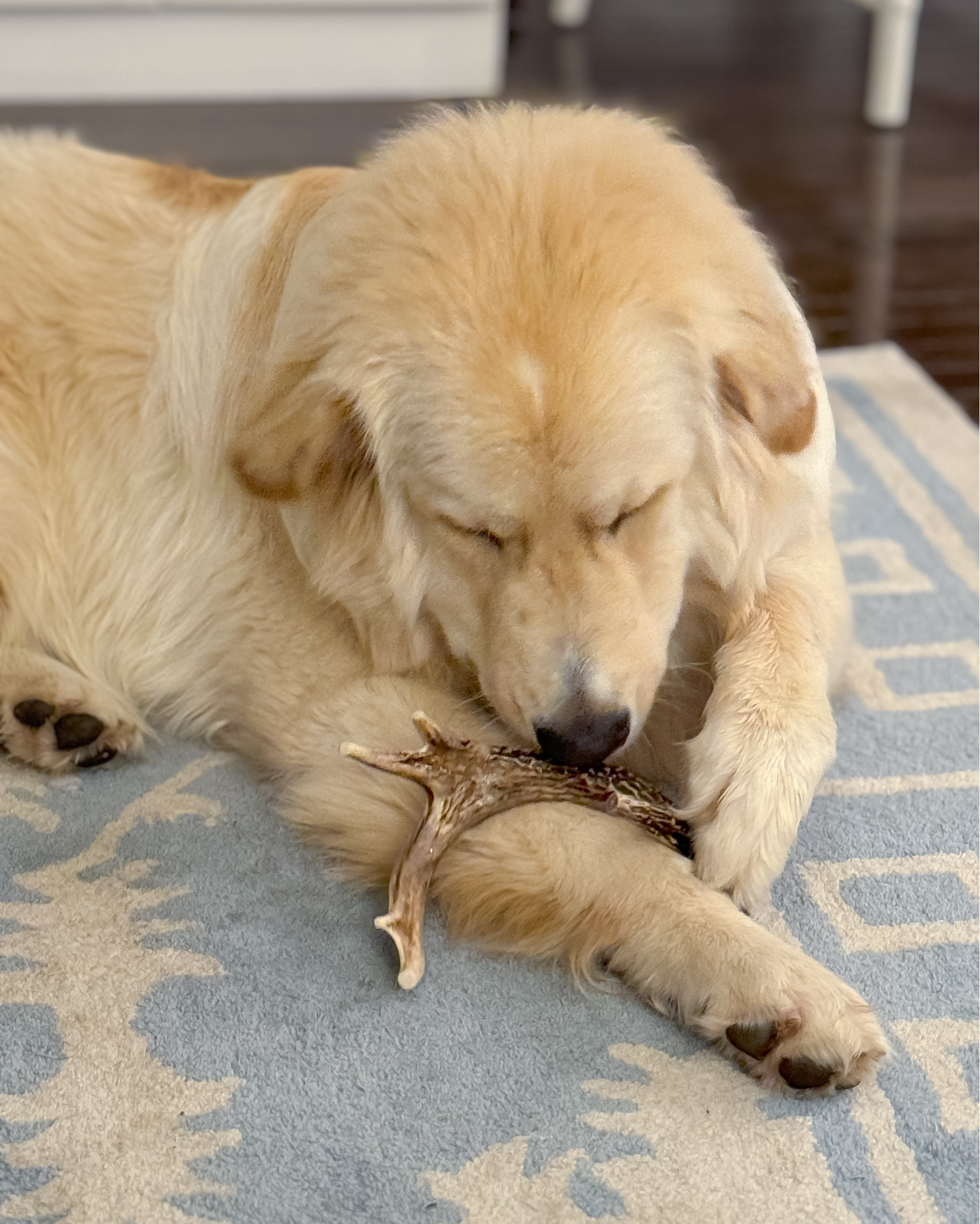 Our nephew floof is a big fan of The Proper Hound antler chews! 💚🐕

#LTKFamily #LTKFindsUnder50