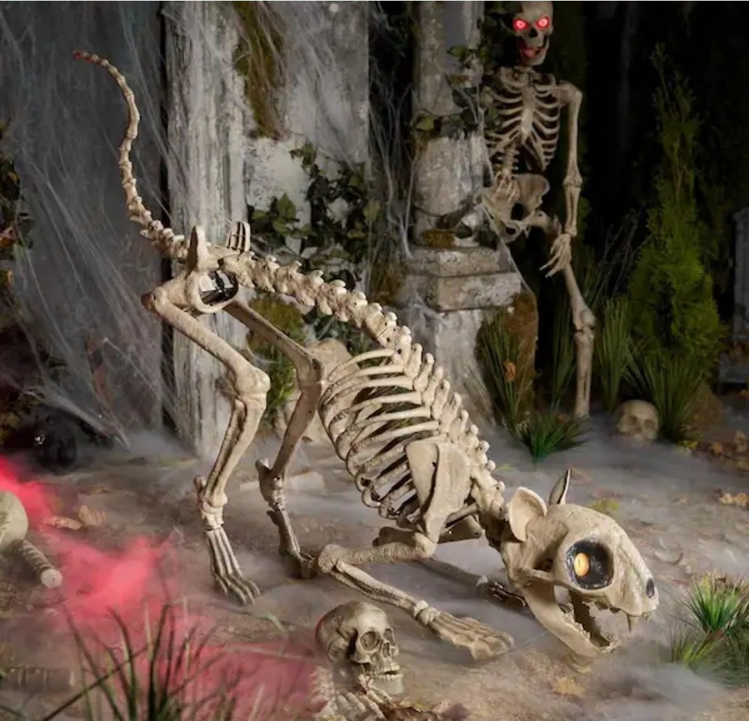 Skellys Cat NEW at the Home Depot 

#LTKSeasonal #LTKParties #LTKHome