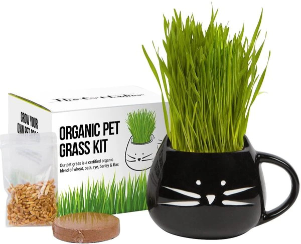The Cat Ladies Organic Pet Grass Grow Kit with Planter | Chewy.com