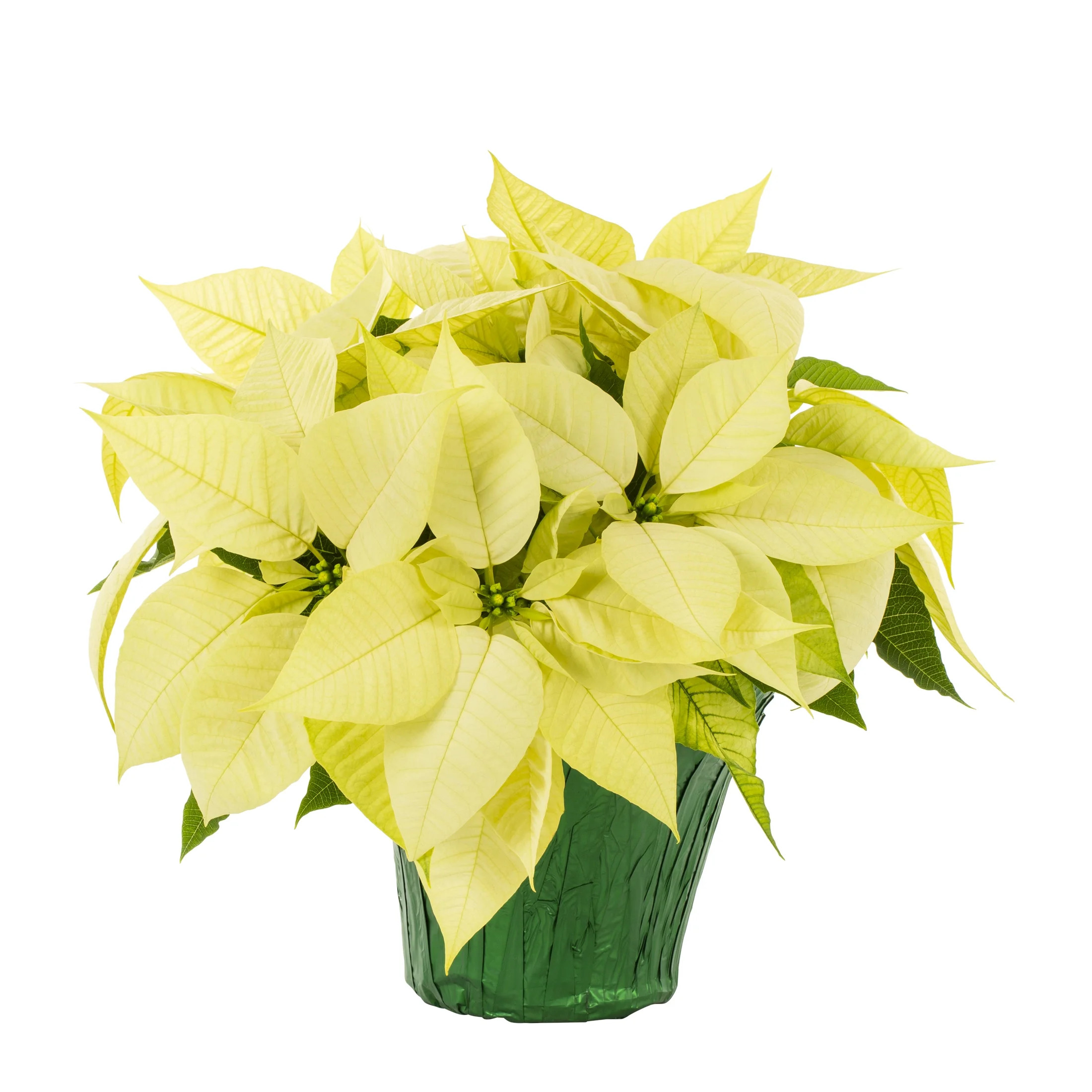 Holiday Time 1.68QT White Poinsettia Live Plants in Grower Pot with Champagne Foil for Indoor Dé... | Walmart (US)