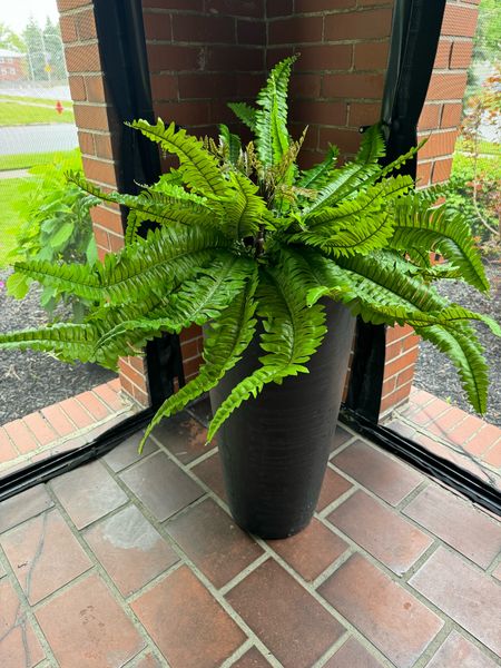 In my faux plant era 🍃🌱🌳 got these for the patio for a low maintenance lift this summer. 

#LTKStyleTip #LTKSeasonal #LTKHome