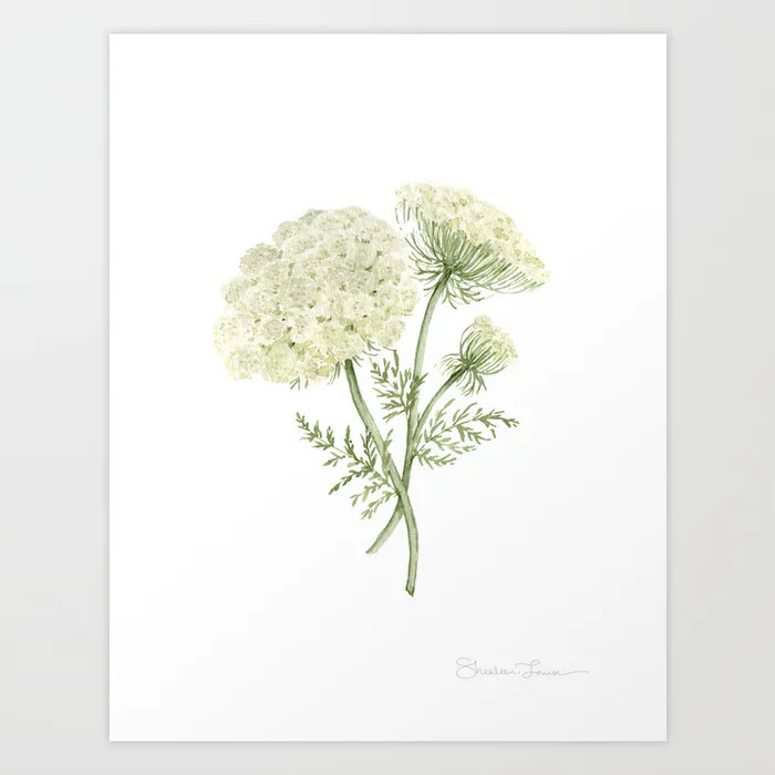 Queen Anne's Lace Art Print | Society6