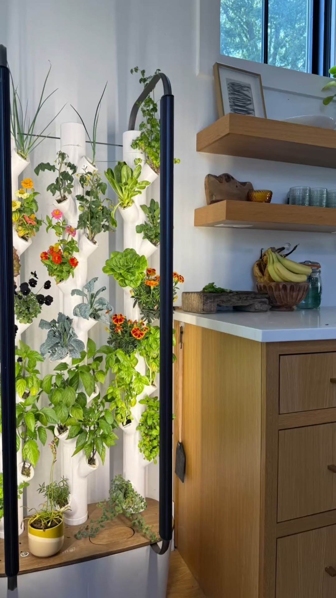 We love having fresh vegetables, and herbs in the house. I just love looking at them grow every day and the kids enjoy nibbling away at them :)
Fresh, organic and heirloom seeds.

#LTKKids #LTKHome #LTKSeasonal