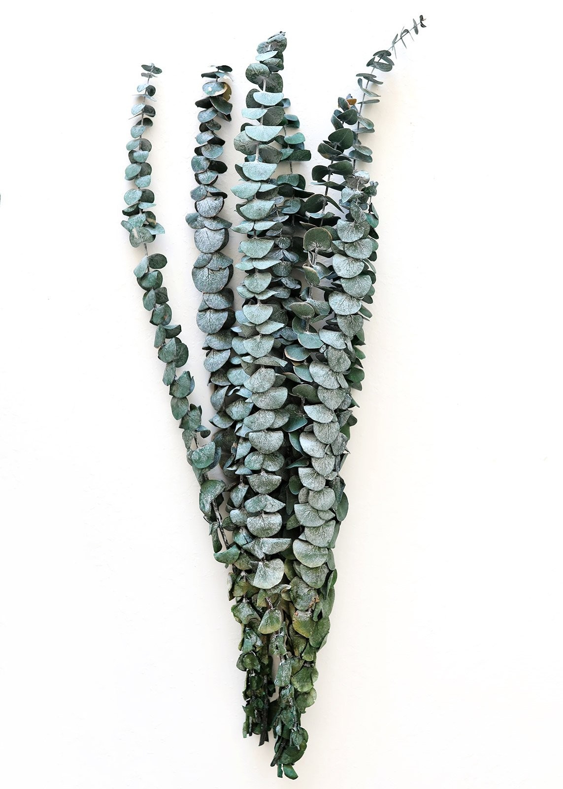 Preserved Spiral Eucalyptus in Green - 17-24" Tall | Afloral (US)