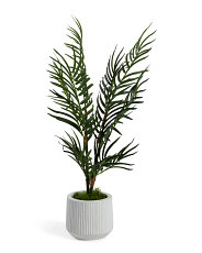 Areca Palm In Pot | Home | T.J.Maxx | TJ Maxx