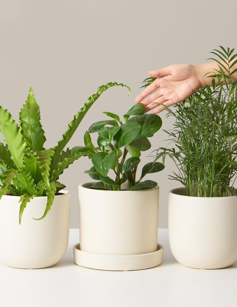 Pet Friendly Plant Subscription | The Sill
