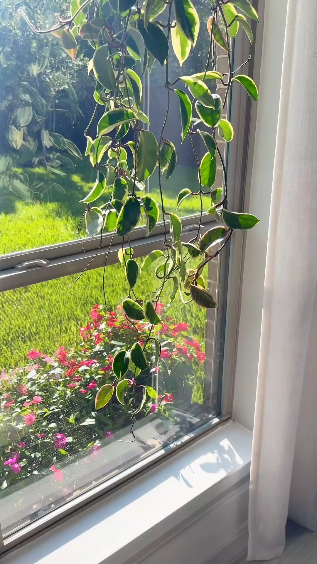 Back in stock! 🎉 Comment YES and I’ll send you the link!

Use code JACQUELYNGROWS for 10% off at Happy Happy Houseplant. 💚

If you’ve ever watered a plant and had a cloud of tiny bugs fly up, you know how frustrating fungus gnats can be. 😅

I started using @happyhappyhouseplant Fungus Gnat Death Drops, and they’ve become part of my regular plant care routine.

I love that the built-in droppers have measurement markings, so there’s no guessing and no extra measuring tools to wash. Just quick, simple plant care. 🌿

#houseplants #plantcare #indoorgardening #houseplanttips #plantlover

fungus gnats in houseplants | get rid of fungus gnats | houseplant pest control | indoor plant care | fungus gnat solution | healthy houseplants

#LTKHome #LTKOver40 #LTKdayinmylife