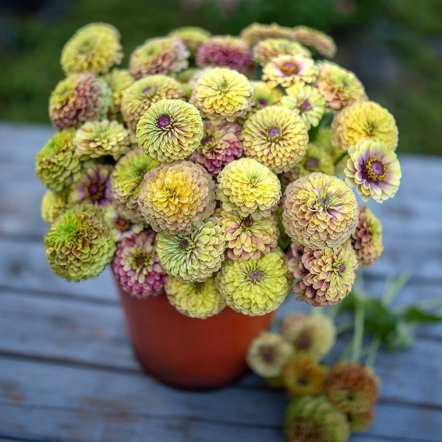 Eden Brothers Zinnia Seeds - Queen Lime Blush, Non-GMO Seeds for Planting, Packet | Low-Maintenan... | Amazon (US)