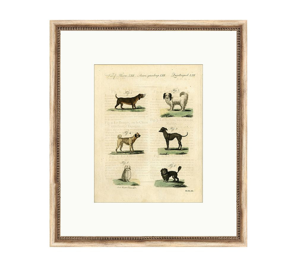 Dog Breeds Chart Framed Print | Pottery Barn (US)