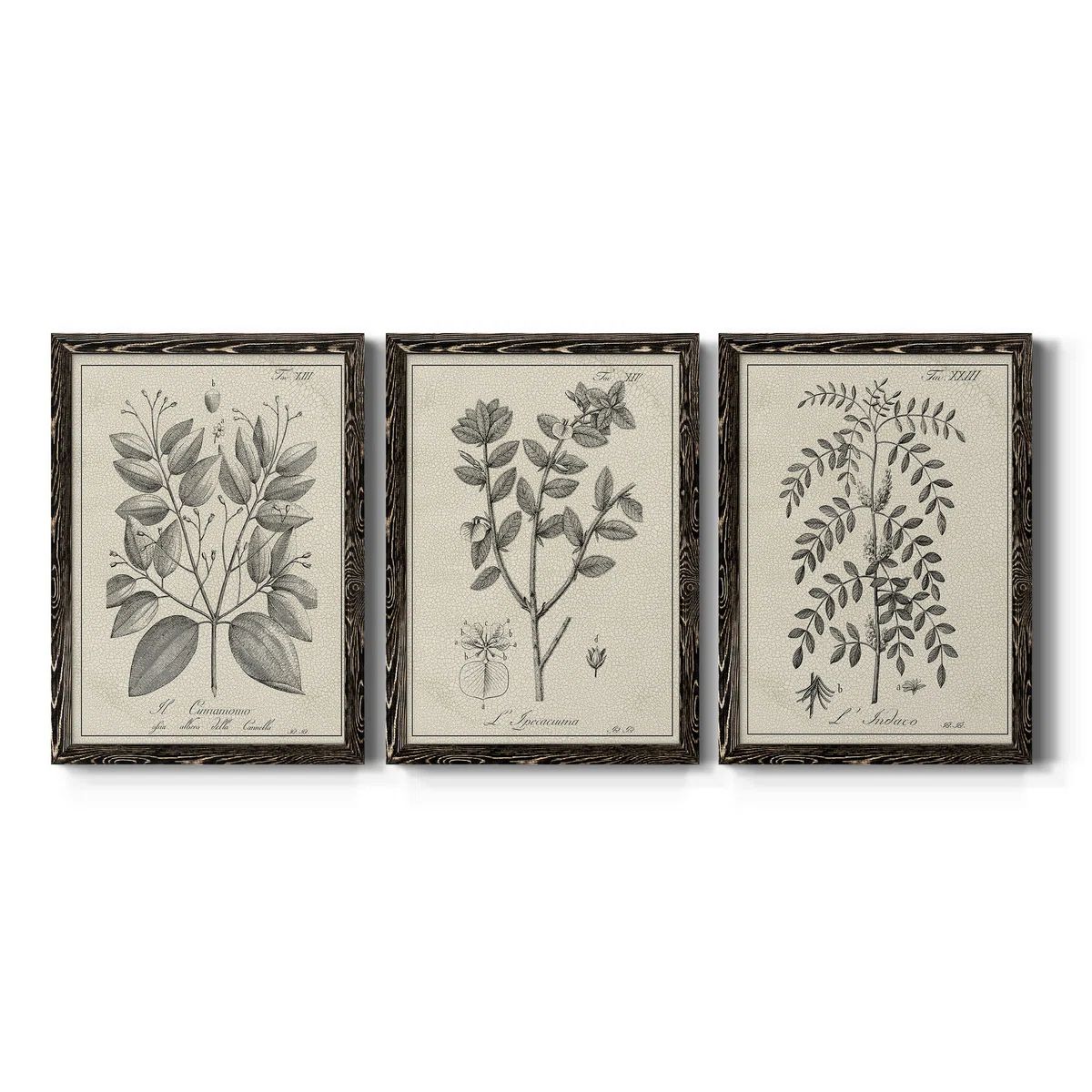 Antique Black And White Botanical VII - 3 Piece Picture Frame Illustration on Canvas | Wayfair North America