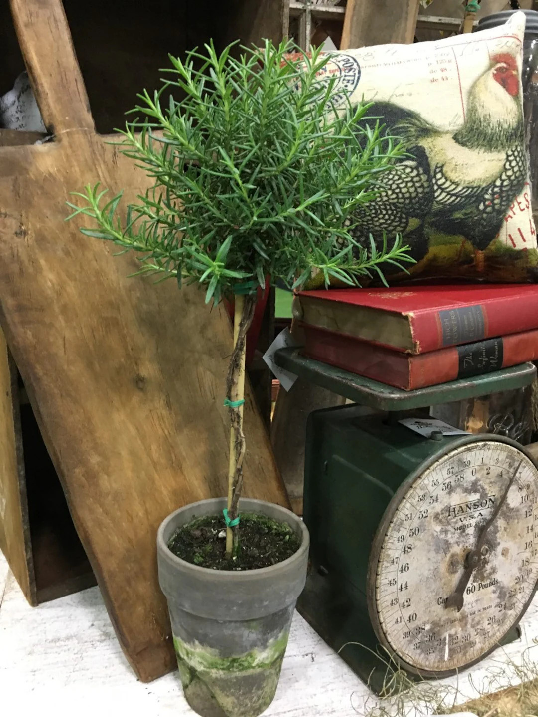 Live Plants-rosemary Topiary - Etsy | Etsy (US)