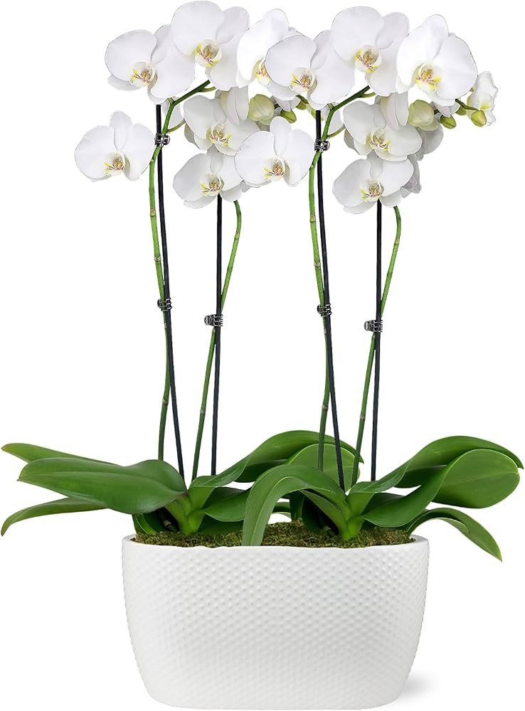 Just Add Ice JA5020 White Orchid Planter in Ceramic Pottery, Long-Lasting Fresh Flower Arrangemen... | Amazon (US)