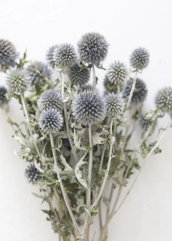 Blue Dried Echinops Globe Thistles - 16-22 | Afloral (US)