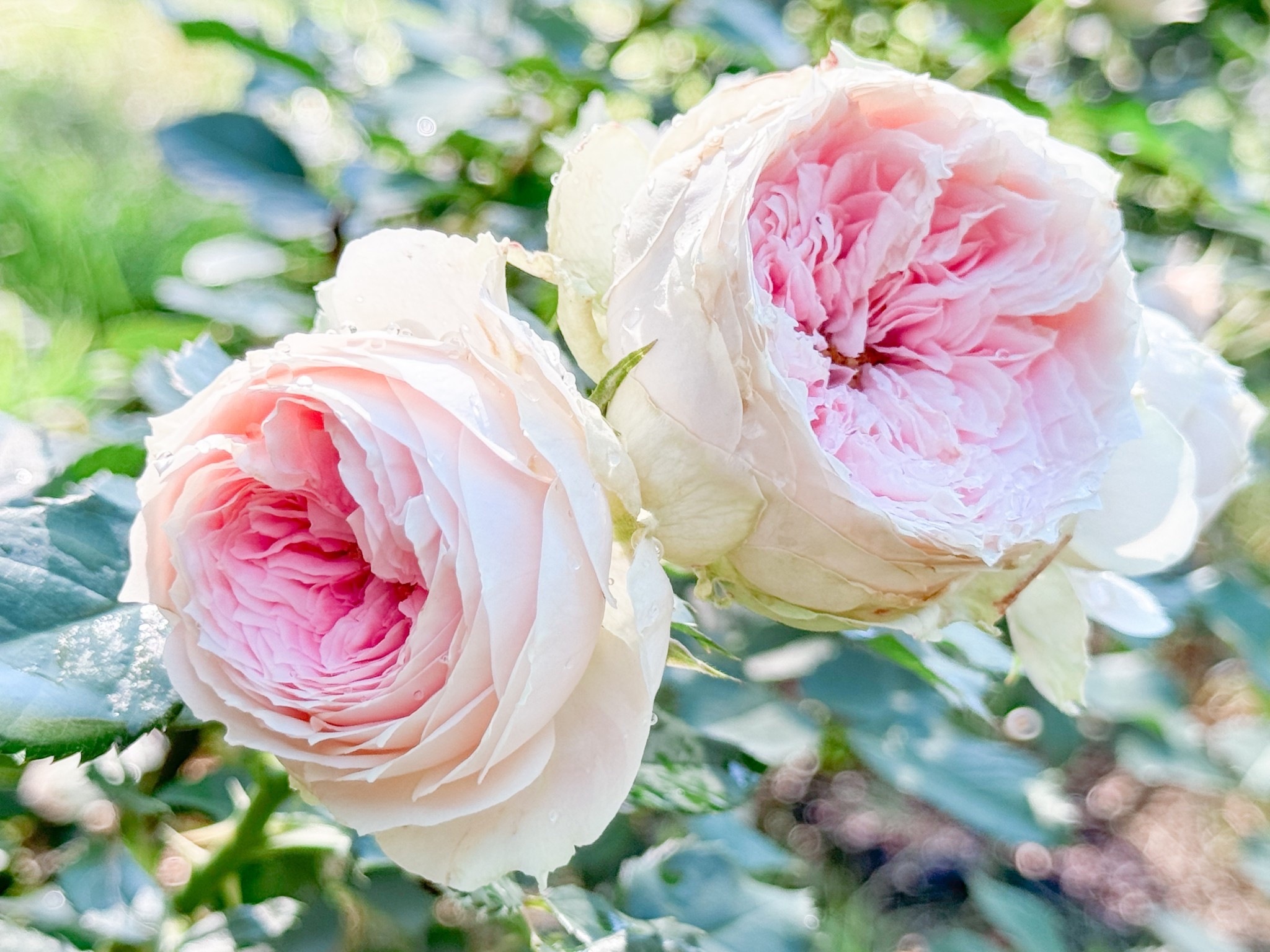 How many pompon veranda is too many? Asking for a friend  

#LTKFindsUnder100 #LTKSeasonal #LTKWedding