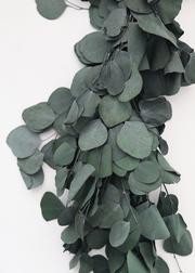 Green Preserved Silver Dollar Eucalyptus Garland - 76" | Afloral (US)