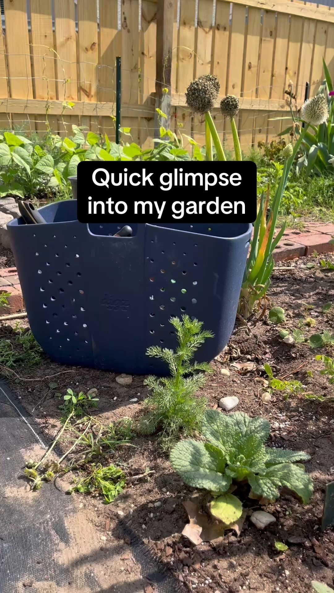Quick glimpse into my spring garden, as well as design, companion plants, strategies, and of course life. 

How’s your garden growing so far?! 

#getoutside 
#goplayinyourgarden 
#gardenvibes 
#gardendesign 
#gardendesignideas 
#butterflies🦋 
@digzgardening 

#LTKHome #LTKOver40 #LTKSeasonal