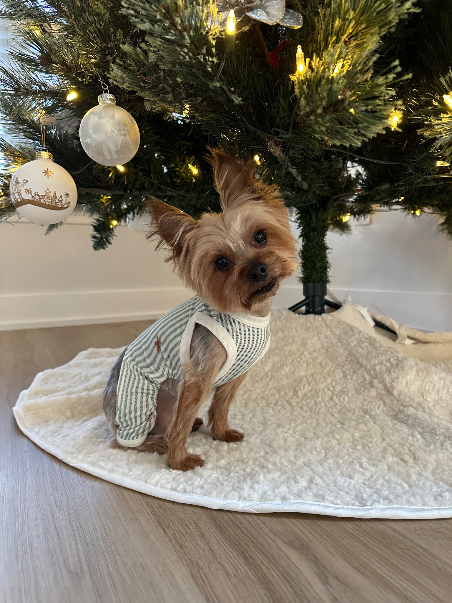 How cute does my little guy look in his little gingerbread pjs??😭🩵

Got these at Target and couldn’t resist! 

Dog pajamas, dog pjs, dog clothing, small dog outfits 

#LTKBaby #LTKootd #LTKHoliday