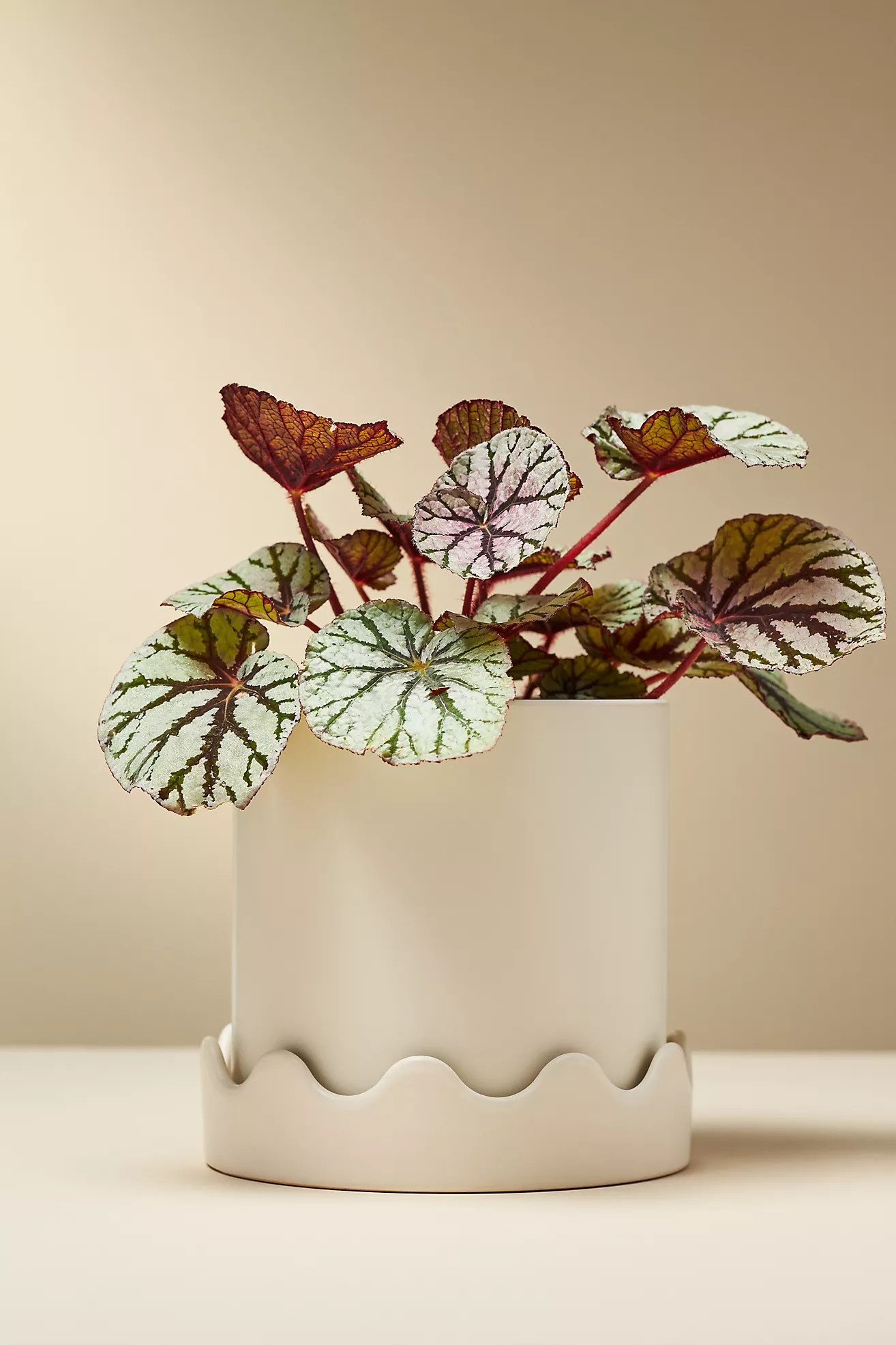 Scalloped Ceramic Pot | Anthropologie (US)