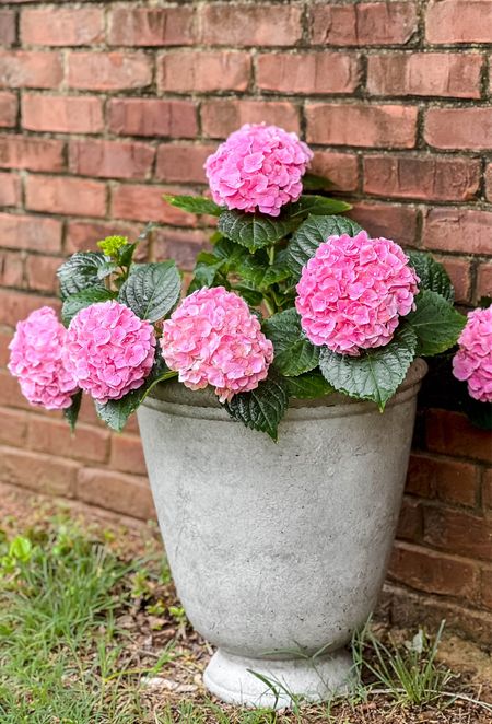 This concrete-looking planter is so pretty, big and beautiful!! I love how it's lightweight, but looks like real concrete! It looks beautiful with my pink hydrangeas. I'll link some more favorite planters, too!

#LTKsalealert #LTKSeasonal #LTKhome