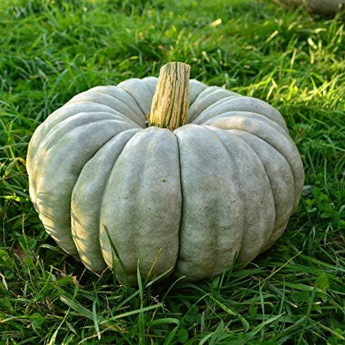 Jarrahdale Blue Pumpkin Winter Squash - 25 Seeds - Heirloom & Open-Pollinated Variety, Easy-to-Grow, | Amazon (US)