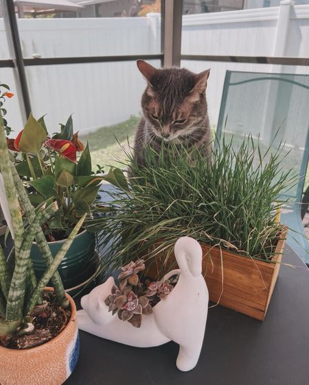 My cats love their cat grass! Olivia enjoyed a snack of it on the catio here, as you can see 🌱🍃💚 tagging the easy to grow and affordable cat grass sets here: 

#LTKhome #LTKfamily #LTKSeasonal