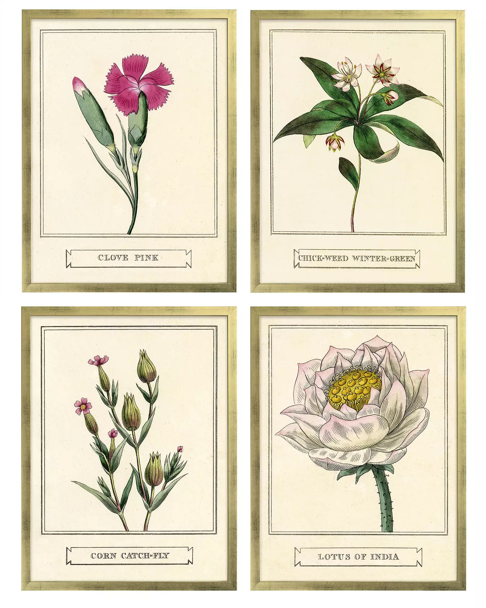 "Botanical Prints" in Gold Frame by Whalebone Creek | Serena and Lily