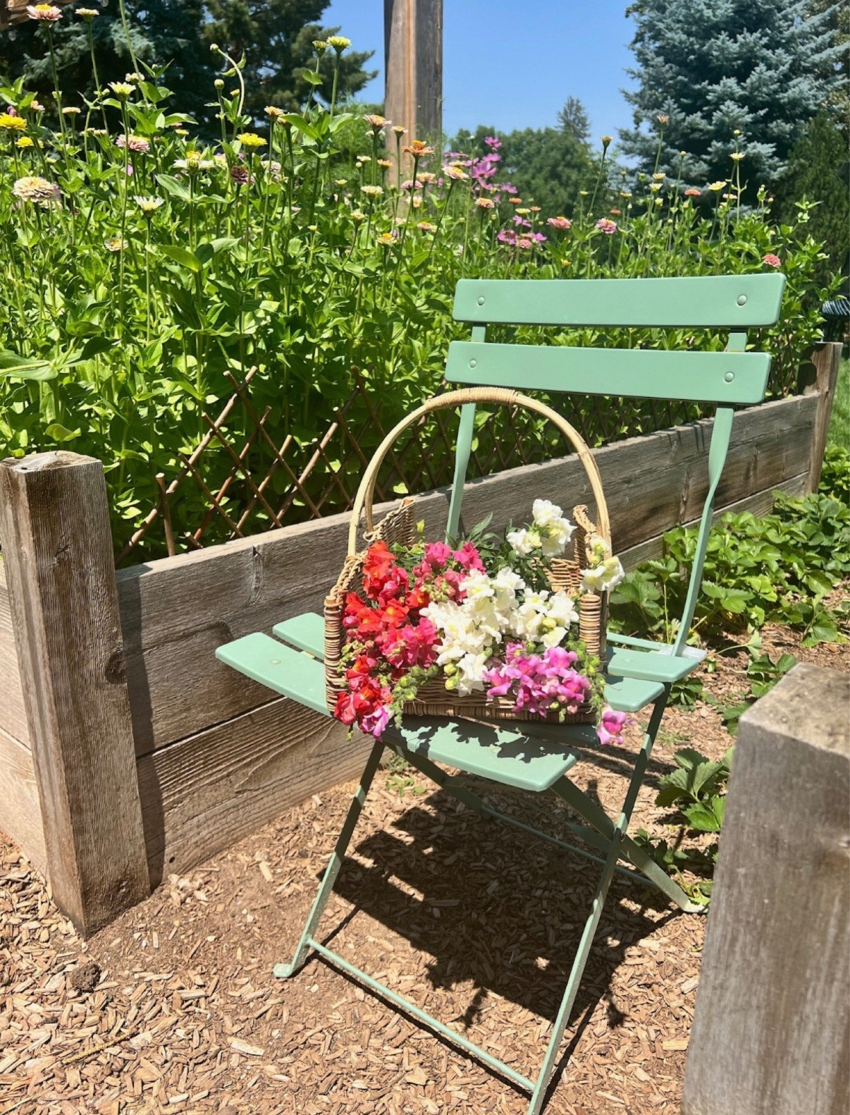 One thing I absolutely love is my gathering basket—it makes harvesting zinnias and other blooms such a joy! And can we talk about this adorable patio chair? It’s part of the cutest, most affordable set I found on Amazon. I chose the green, which is perfect for garden vibes, but they have so many colors to match your space.

What are your garden must-haves this year?

#LTKStyleTip #LTKSeasonal #LTKHome