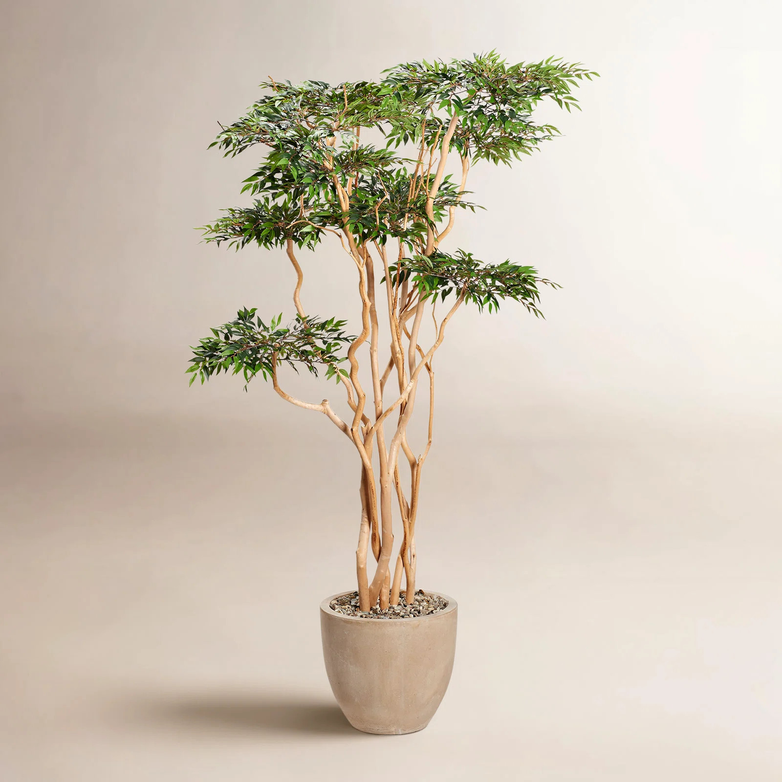 7' Sandblasted Ruscus in Grove Planter | Birch Lane