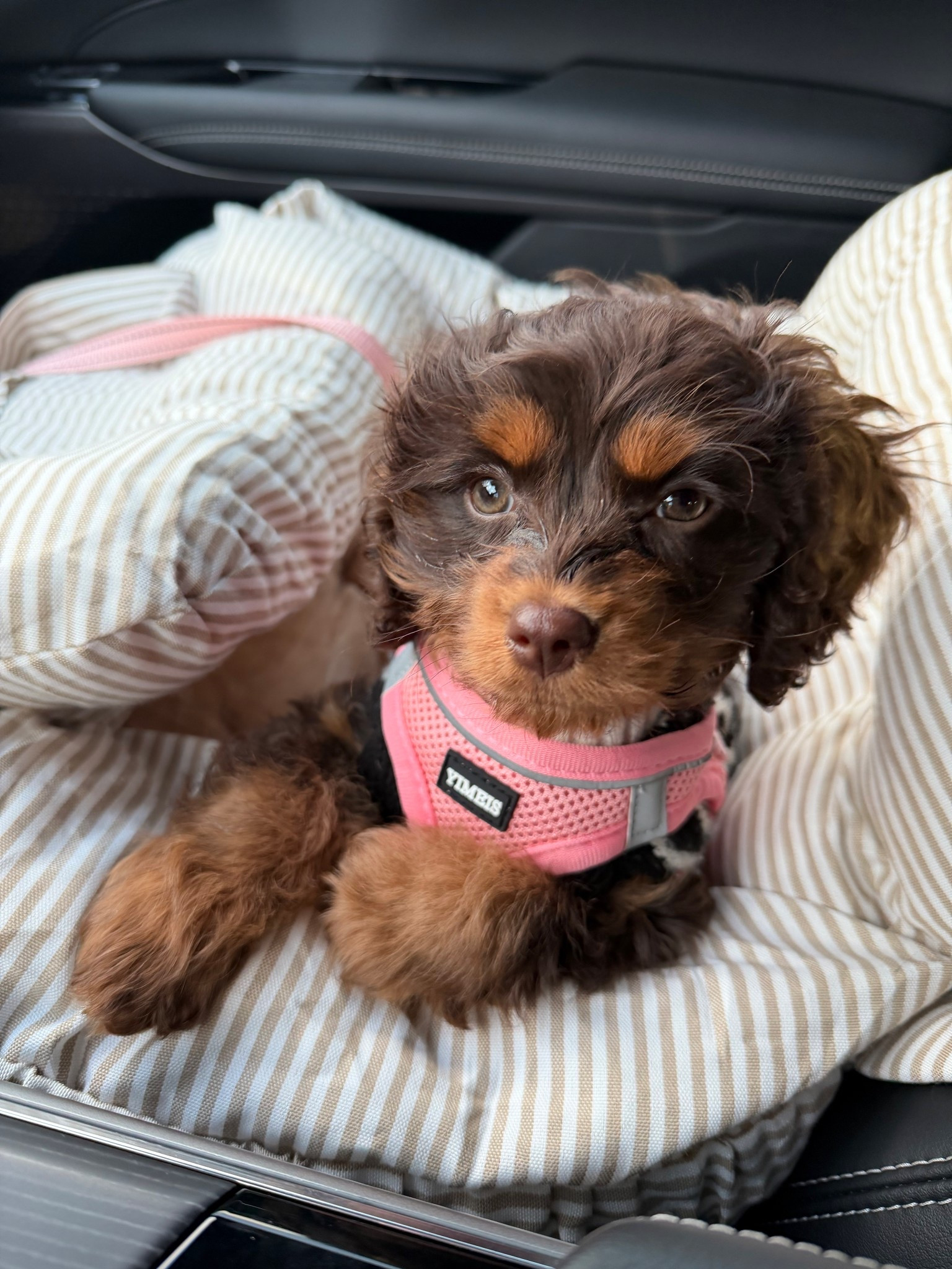 Scotti girl’s car seat 

#LTKmomlife #LTKmorningroutine #LTKdayinmylife