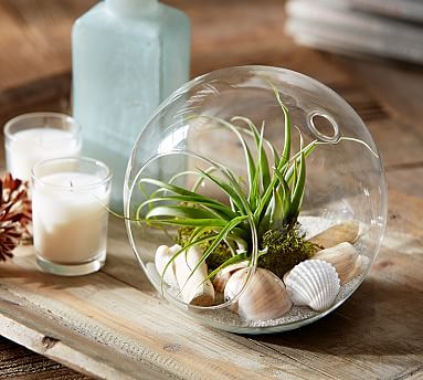Live Tabletop Air Plant Garden | Pottery Barn (US)