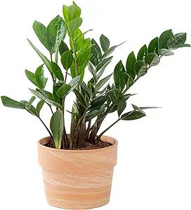 Costa Farms ZZ Plant, Live Indoor Houseplant in Modern Decor Planter, Natural Air Purifier in Pot... | Amazon (US)