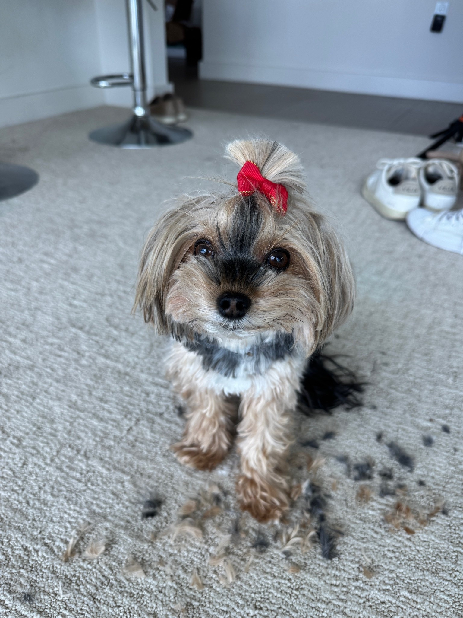 Rosie products!!! Best smelling dog shampoo!!

#LTKmomlife #LTKBaby