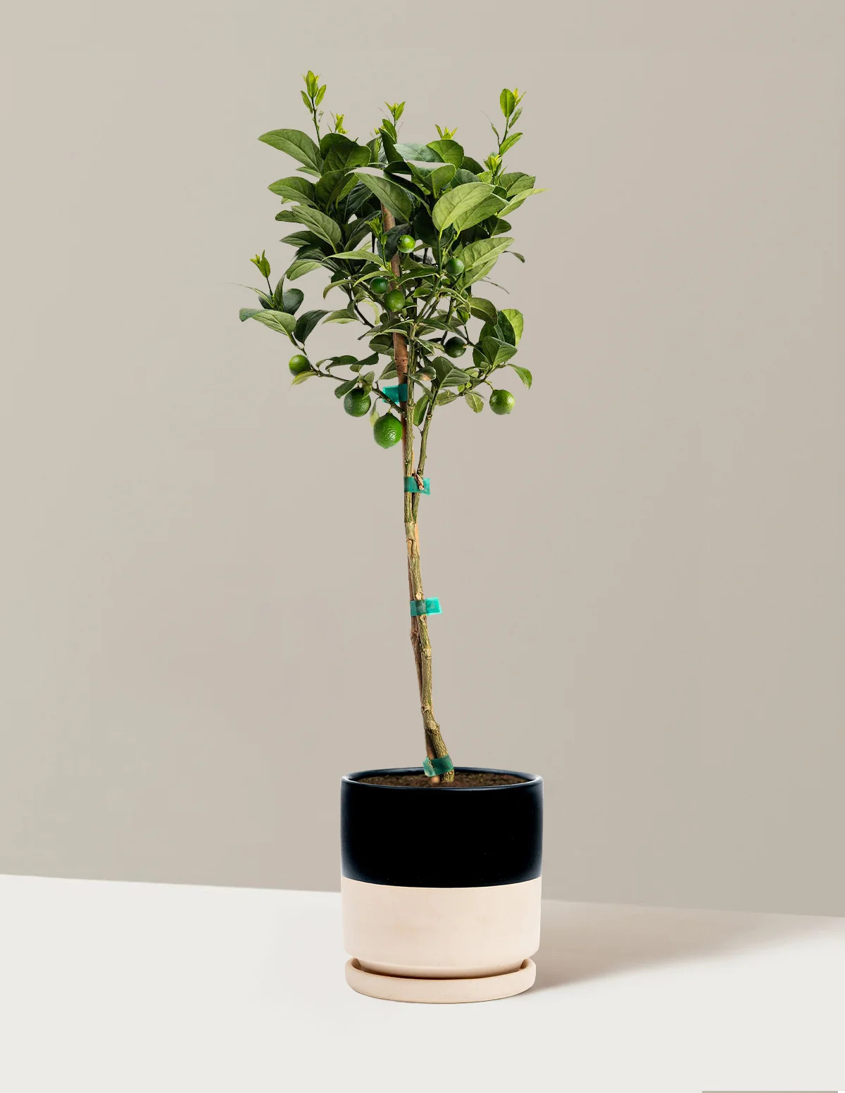 Key Lime Tree | The Sill