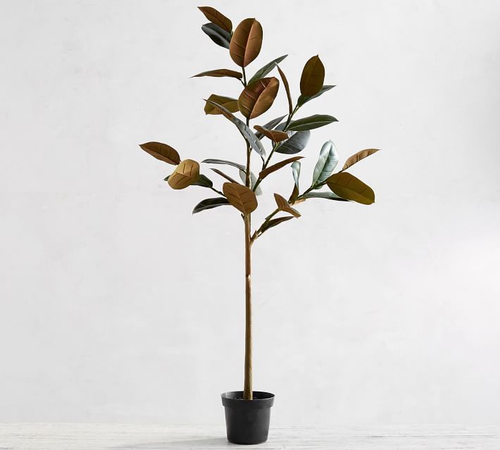 Faux Variegated Rubber Tree | Pottery Barn (US)