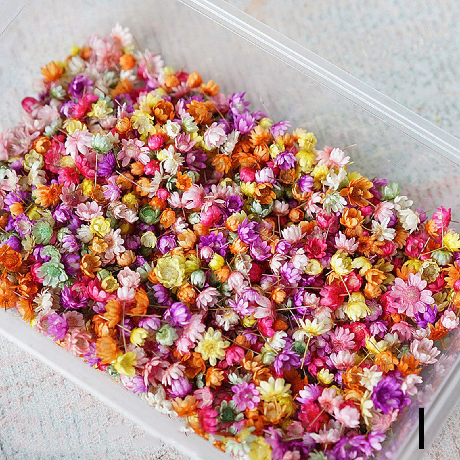 Real Dried Flowers DIY Craft Epoxy Resin Candle Making Jewelry Glas F8N5 | Walmart (US)