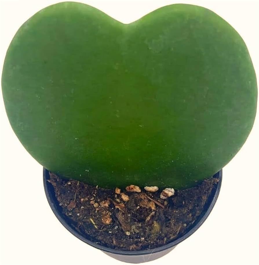 BubbleBlooms Green Hoya Kerrii Heart in a 2 inch Pot Sweetheart Mother's Day Plant | Amazon (US)