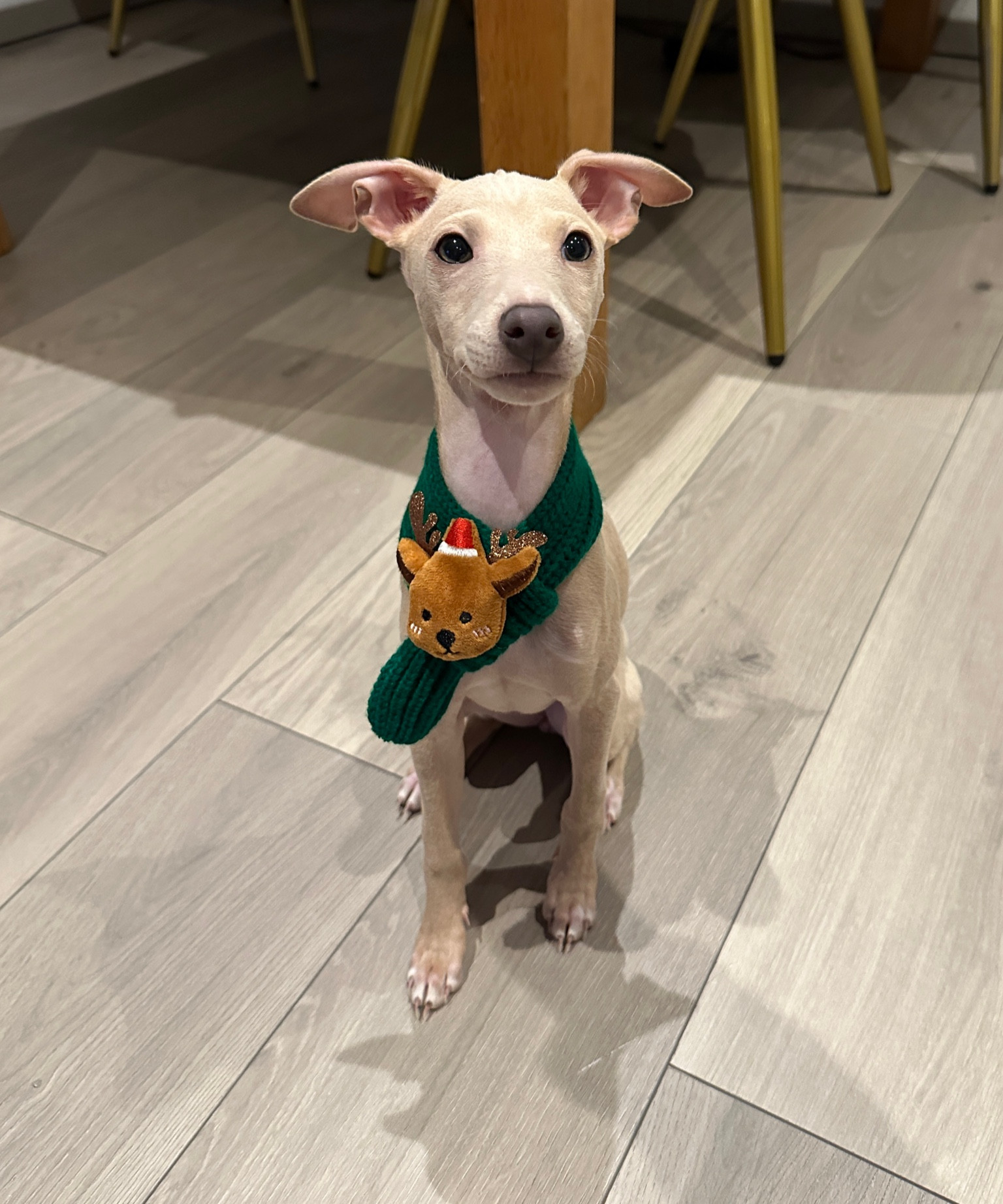 @kiwisiggylife Italian Greyhound Dog Scarf Festive Christmas Winter 💚🎄🎁

#LTKFindsUnder50 #LTKStyleTip #LTKSeasonal