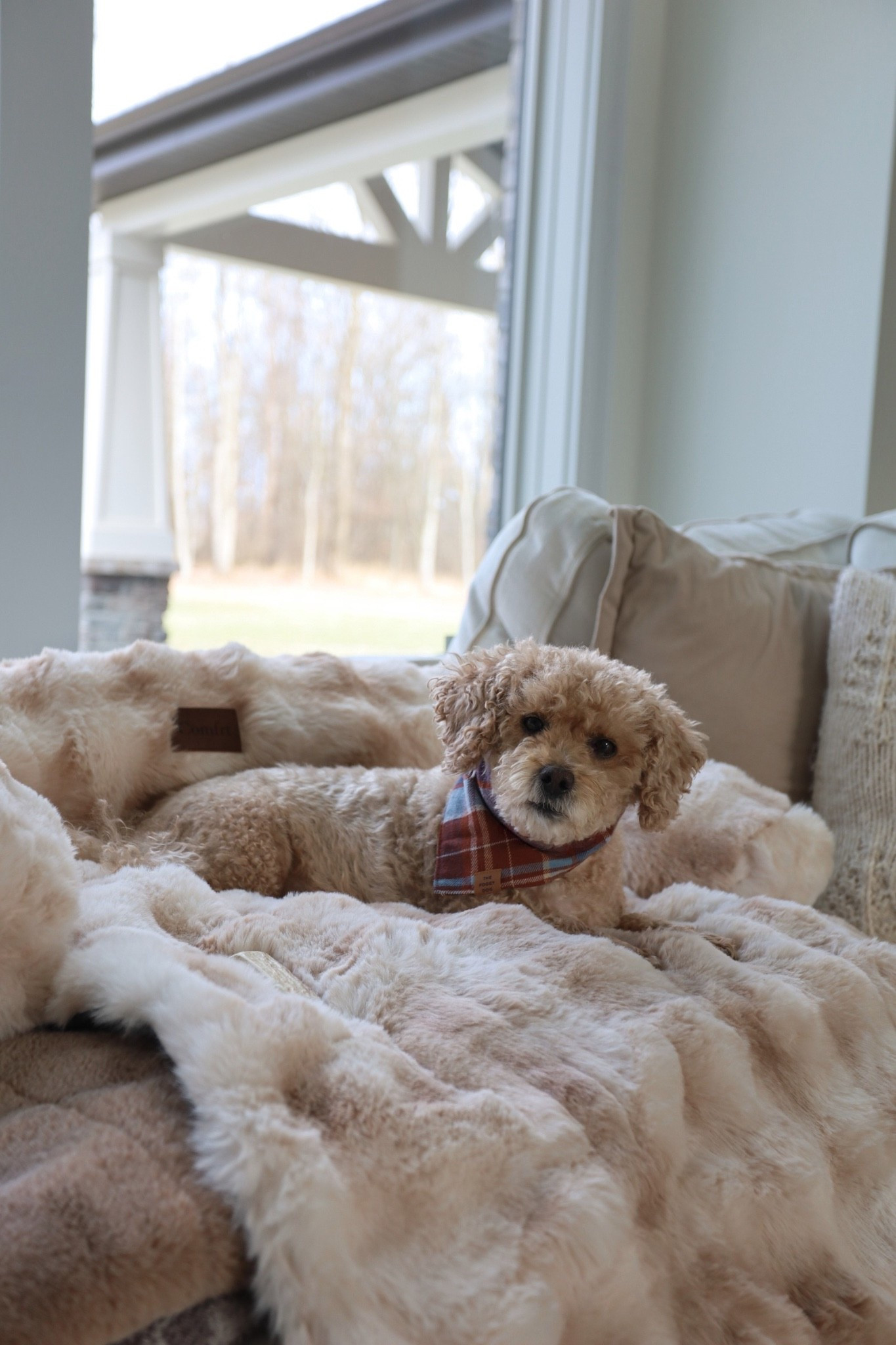 Couch bed for my angel 🥹🐶💕