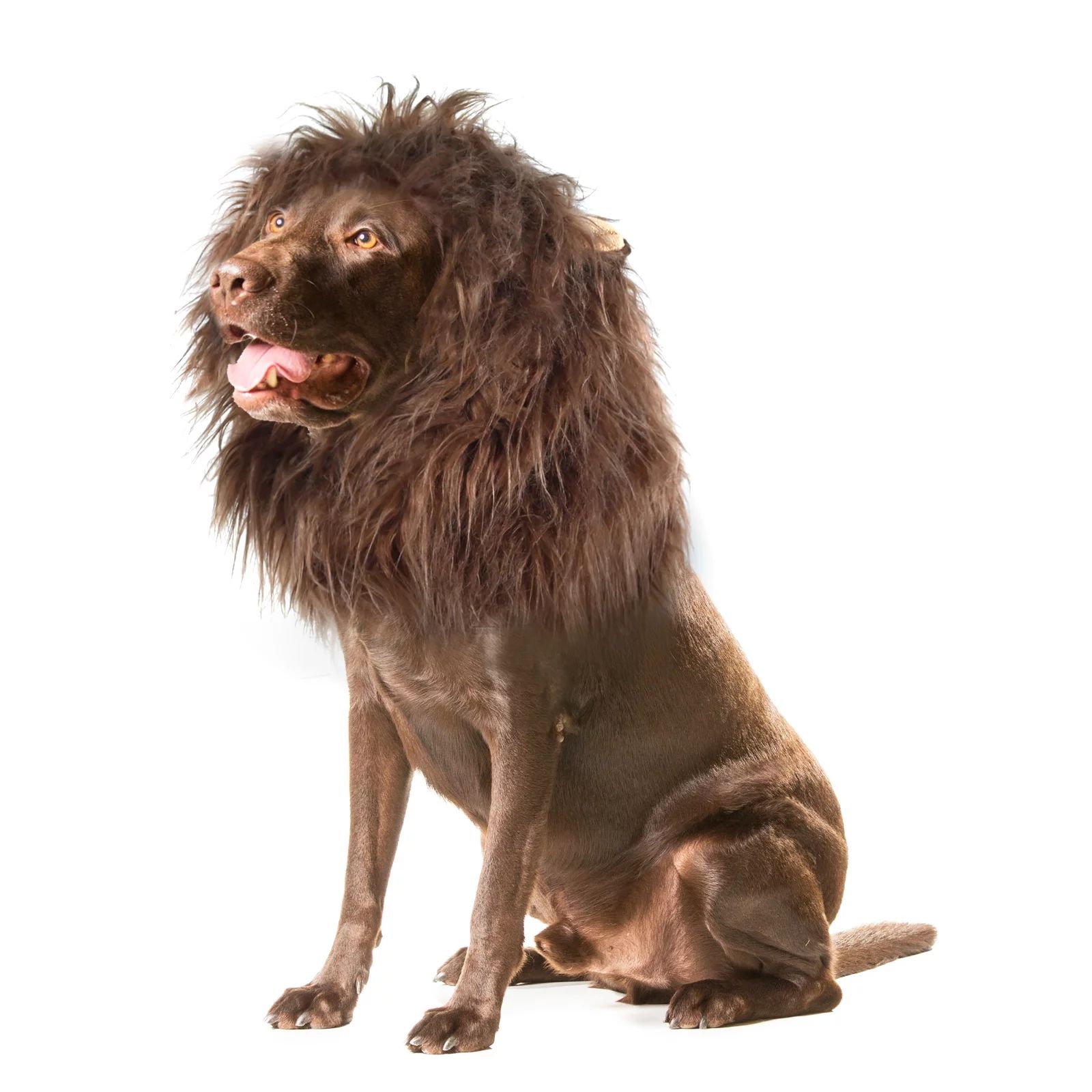 Lion Mane Wig for Dogs, Funny Pet Cat Costumes for Halloween Christmas, Furry Dog Clothing Access... | Walmart (US)