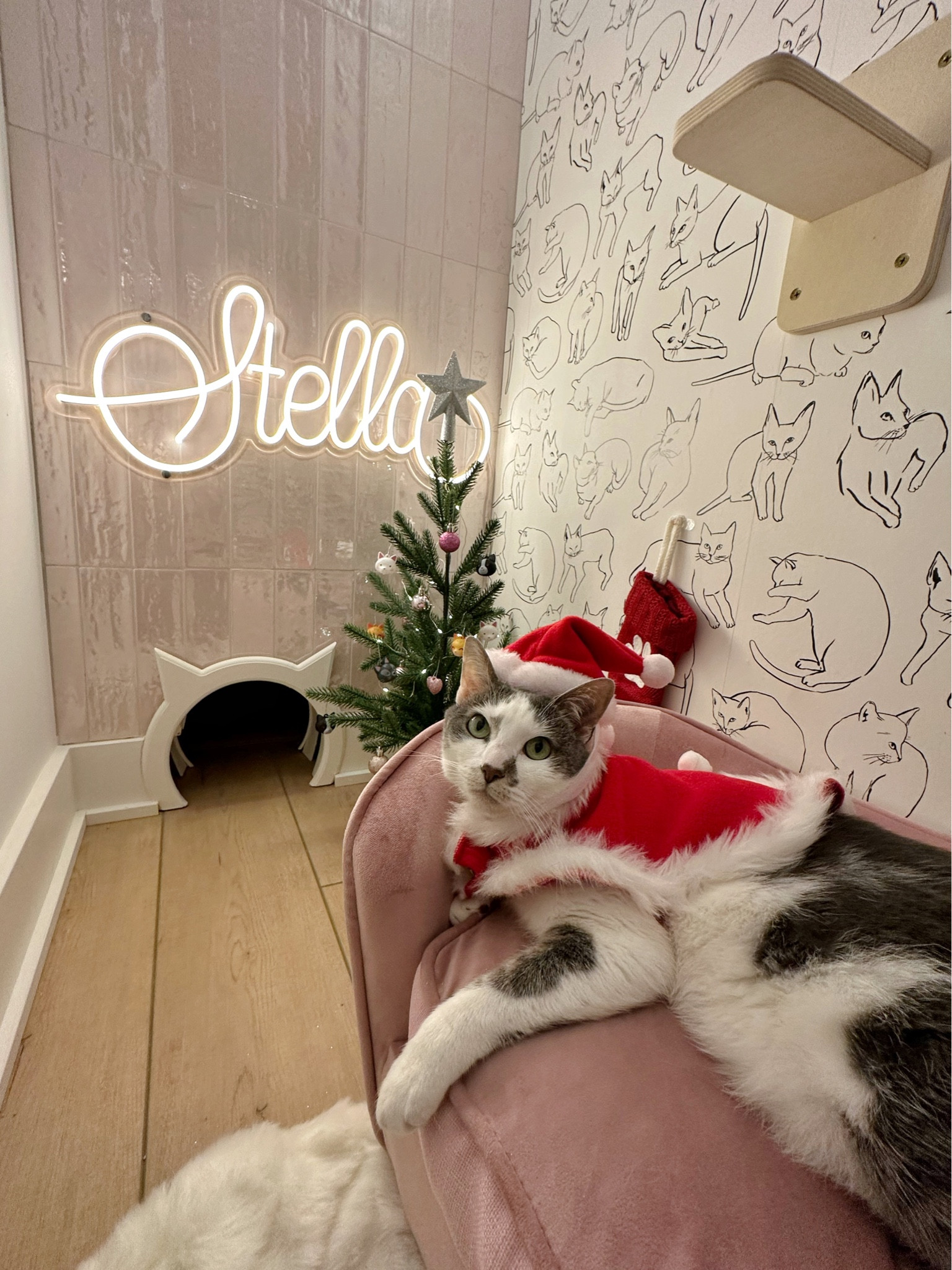 Stella is all ready for Christmas with her new tree 😂🎄💕 #christmastree #christmas #cat 

#LTKunder100 #LTKHoliday #LTKunder50