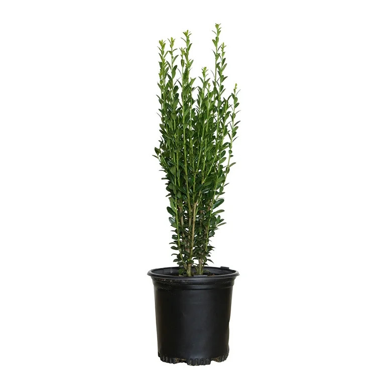 Sky Pencil Holly (2.5 Quart) Narrow and Upright Evergreen Shrub - Full Sun Live Outdoor Plant | Walmart (US)