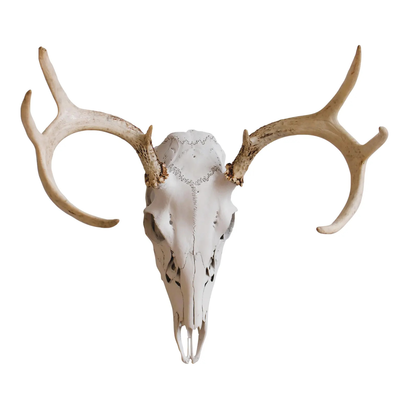 Vintage Deer Skull With Antlers | Chairish