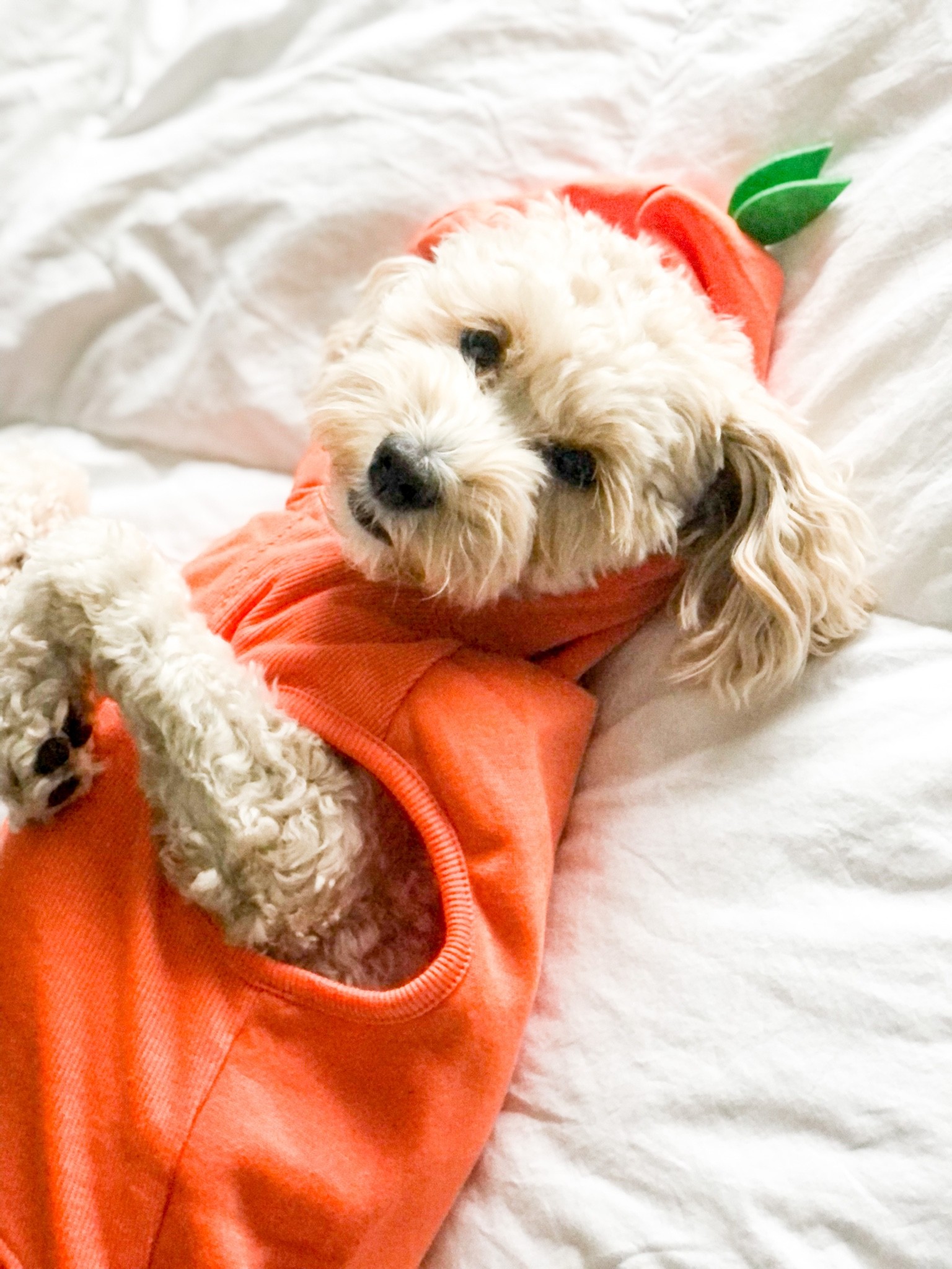 Momma’s sweet pumpkin 🎃
My pumpkin dog hoodie and other crowd favorites to choose from for your dog’s Halloween costume this year! 👻
#ltkdog #pumpkin #halloween #fall #costume  #trickortreat #tricks #treats 


#LTKSeasonal #LTKstyletip #LTKfamily
