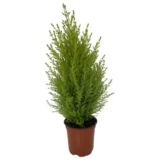 Results for "Lemon scented gold crest cypress tree"(1000+) | Walmart (US)