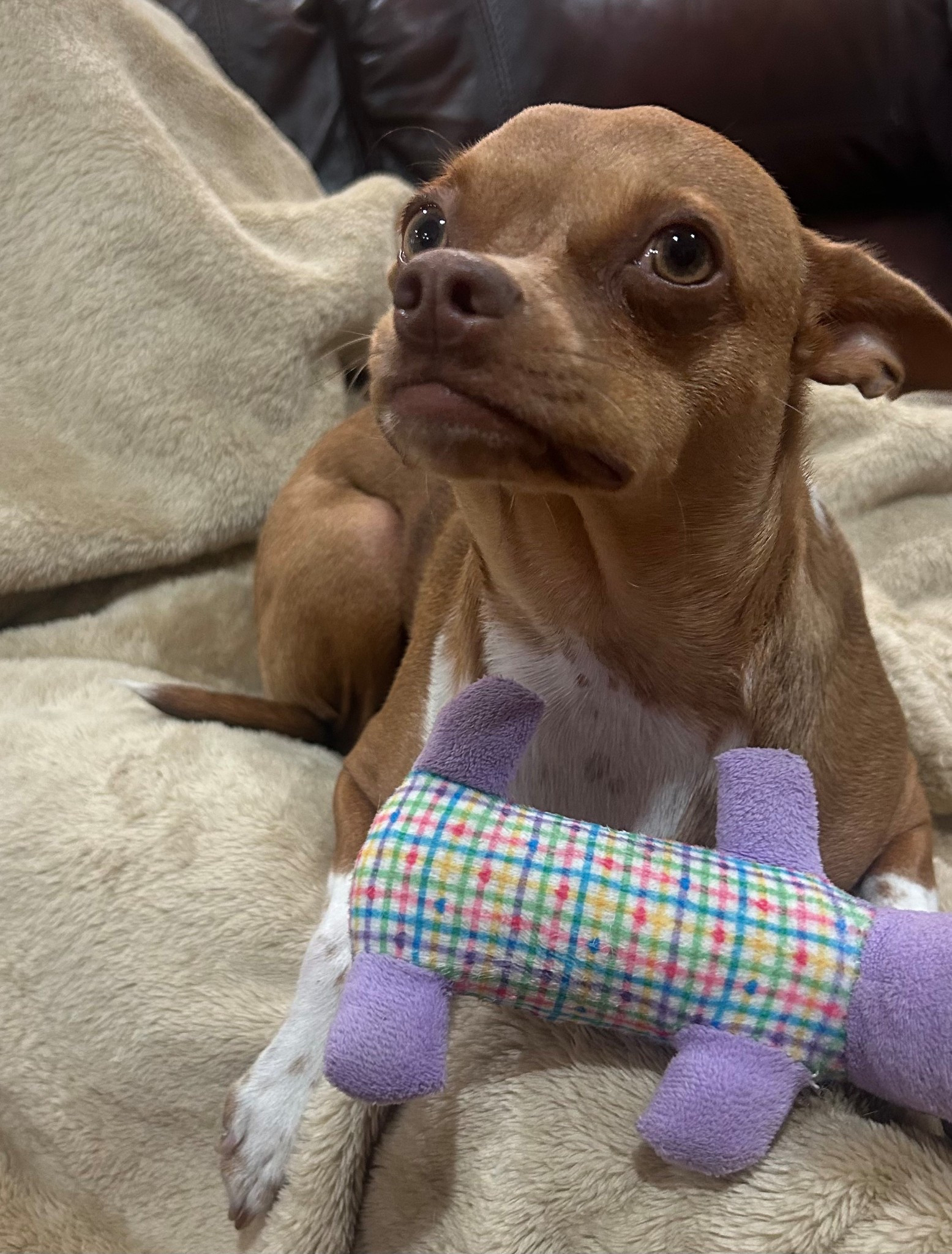 
#LifeOnTikTok #TikTokPartner #TikTokMadeMeBuyIt  As a #TargetPartner, I love getting Birdie toys in the target pet section! Follow my link and buy now! 
https://goto.target.com/raxdb5 #target #fyp #foryourpage #foryou #dogmom #trending #targetlist #targetshopper #link #sale #grwm #asmr #shop #shopping #backtoschool #laborday #saturday #purchase  #discount #addtocart #onlineshopping #shopnow #fashion #clothes #newpuppy #ifyouwanttoeatyouhavetocook

#LTKxMadewell #LTKSeasonal #LTKOver40