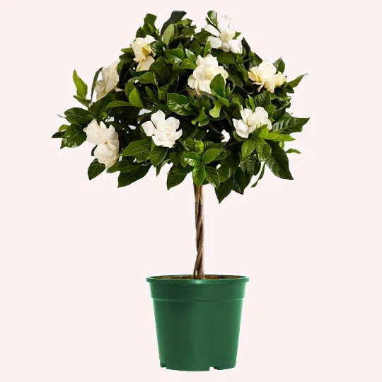 American Plant Exchange Mini Braided Gardenia Vetchii Tree, Live Flowering Houseplant, 6-Inch Pot... | Wayfair North America