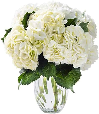 KaBloom - Beauty Bouquet of 6 White Hydrangeas with Vase - Fresh Flowers for Birthday, Valentine'... | Amazon (US)
